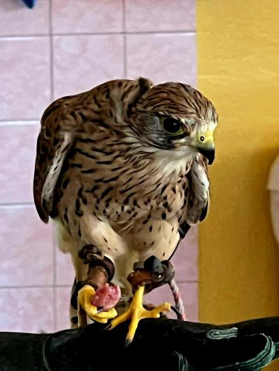 Sokolnictví trochu jinak